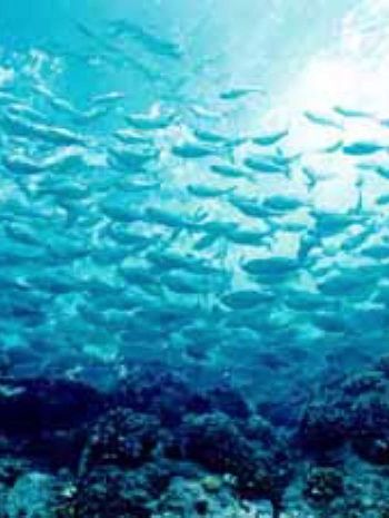 Underwater coral reef and fish — representing Northeast Engineering's environmental focus
